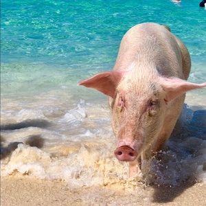 Meet your Posher, Gina